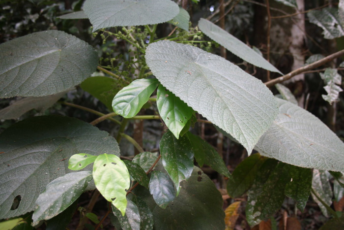 suicide plant